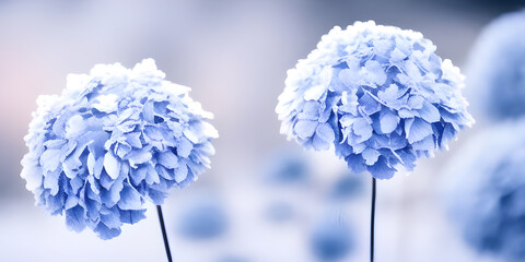 Beautiful dried hydrangea flowers with white frost	
