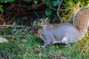 squirrel on the grass