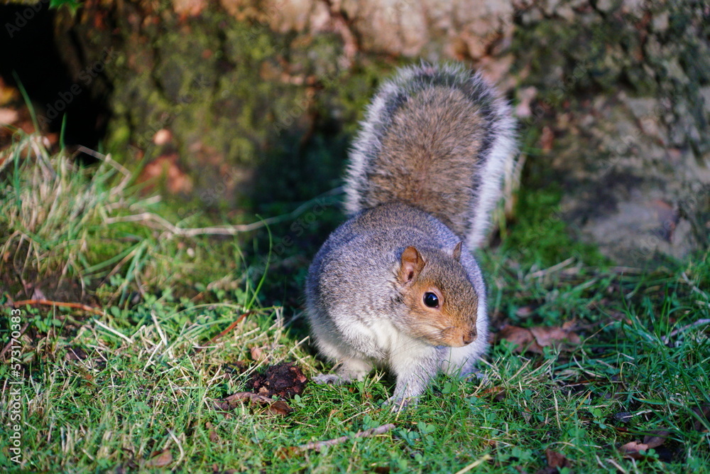 Wall mural squirrel on the grass