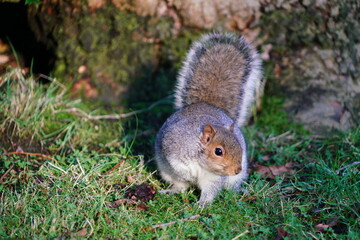 squirrel on the grass
