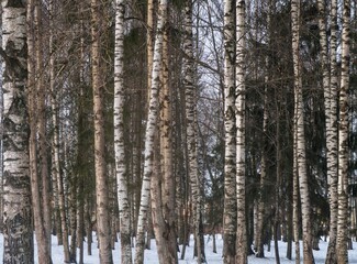 birch forest in winter