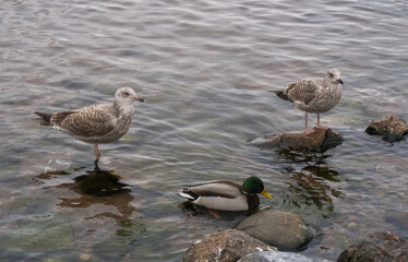 ducks an seagulls on the water