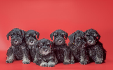 six miniature Schnauzer puppies sit on a red studio background