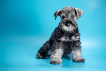 miniature schnauzer puppy sits on a light blue background