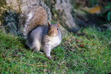 squirrel in the park