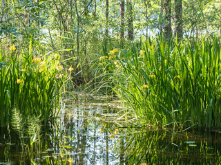 Yellow iris and eutrophic shore vegetation at lake