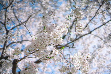 ソメイヨシノと空