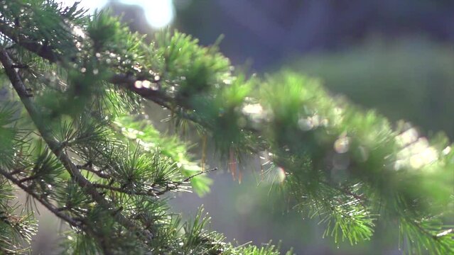 Nature scene. Cedar tree, Deodar branch background. Beautiful summer woods. Close up Evergreen tree. Slow motion.