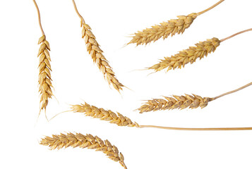 spikelets of wheat isolate on white background. Selection focus. food. 