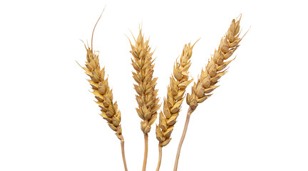 spikelets of wheat isolate on white background. Selection focus. food. 