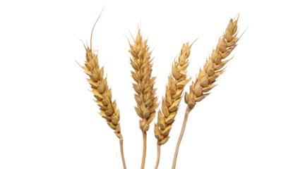 spikelets of wheat isolate on white background. Selection focus. food. 