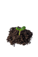Cucumber sprout in the ground isolate. Selective focus. Nature.