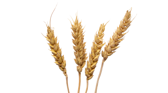 spikelets of wheat isolate on white background. Selection focus. food. 