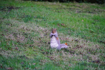 squirrel in the garden