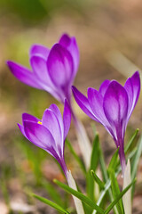 Fototapeta premium Krokusse - Der Frühling kommt! Der Lenz ist da! 