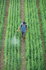 Farmer sprays pesticides chemical fertilizer in the wheat field to improve the crops productivity. selective field, shallow depth of field, or blur.