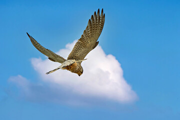 peregrine falcon hovering in a blue sky