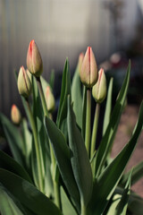 Seasonally blooming tulips. Close up of red tulip buds with green leaves in outdoor garden. The beginning of the blooming of the red tulip.