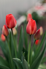 Seasonal blooming tulips. Close up of red tulip flowers with green leaves in outdoor garden. Red tulip flowers are blooming.