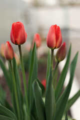 Seasonal blooming tulips. Close up of red tulip flowers with green leaves in outdoor garden. Red tulip flowers are blooming.