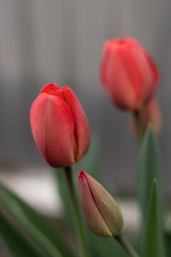 Seasonal blooming tulips. Close up of red tulip flowers with green leaves in outdoor garden. Red tulip flowers are blooming.