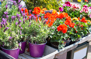 Spring flower shop. Colourful herbs in the pots