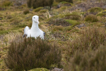 Fototapeta premium Southern royal albatross (Diomedea epomophora)