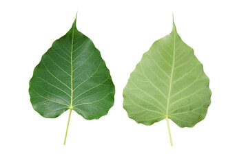 The front and back of the Bodhi leaf.