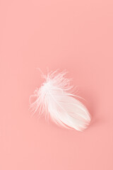 白い羽毛　ピンク背景　イメージ