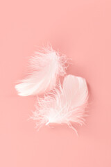 白い羽毛　ピンク背景　イメージ