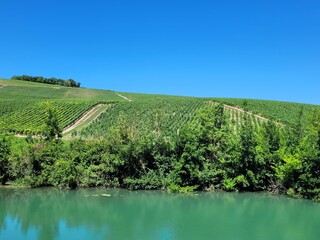 Fototapeta na wymiar Vines in the Champagne region