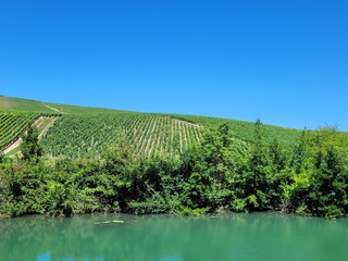 Vines in the Champagne region
