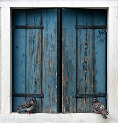 Two pigeons sitting on an old rustic blue window in Venice, Italy. Copy space.