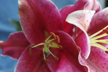 red lily on a blurred background