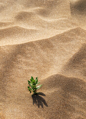 Background with beach sand and green plant close-up. Sand dunes on a sunny summer day. Vertical orientation.