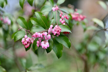 ピンクの木の花