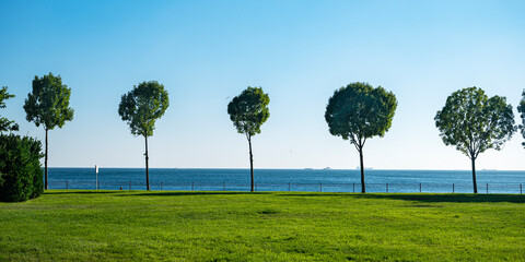 Landscape with trees on the background of green grass and blue sky on the Black Sea coast.