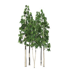 Obraz premium a group of European Aspen isolated on PNG transparent background - use for architectural or garden design - 3D Illustration