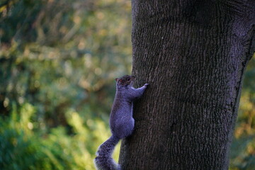 squirrel on a tree
