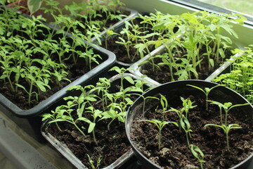 seedlings in containers growing tomato peppers. Horticulture. Summer hobby