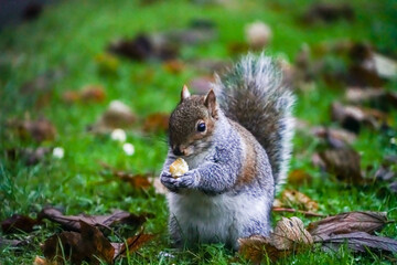 Naklejka na ściany i meble squirrel eating nut