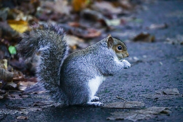 squirrel eating nut