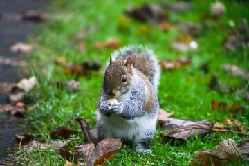 squirrel on the grass