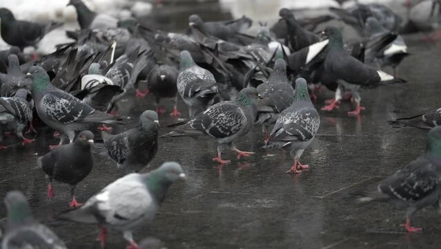 Large group of pigeons walking and bobbing their heads and pecking at the ground looking for food, slow motion