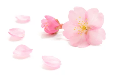 Rolgordijnen 桜 花びら ピンク 春 白 背景 © Naoki Kim