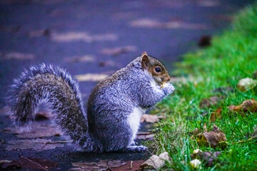 squirrel eating nut
