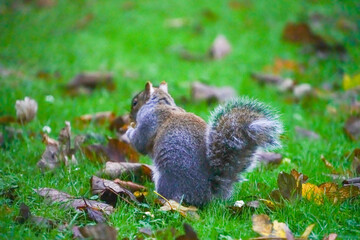 squirrel on the grass
