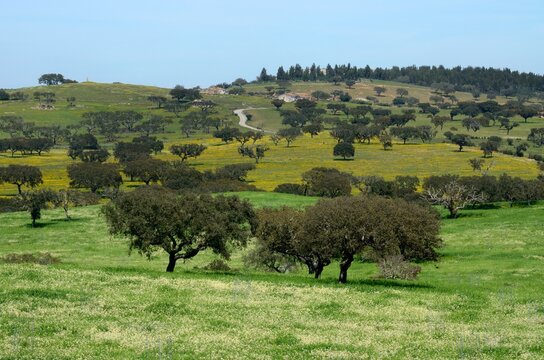 Paisaje t&iacute;pico alentejano, Portugal