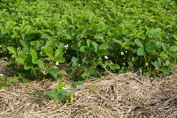 Strawberry plants in a straw mulch