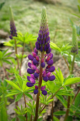Sundial lupine in the spring garden
